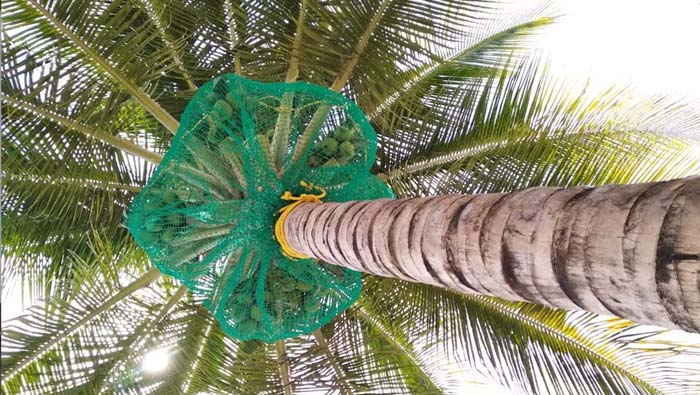 Coconut Tree Safety Nets in  Thiruvananthapuram